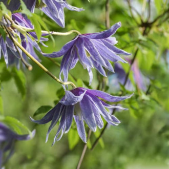 Clematis Cecile, С2 изображение 5