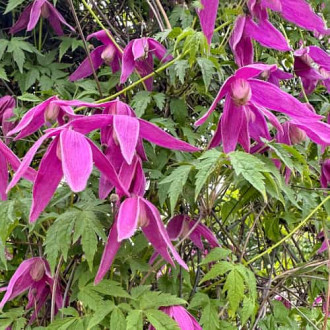 Clematis Constance, С2 изображение 6