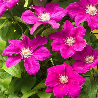 Clematis Ernest Markham imagine 14