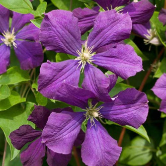 Clematis Etoile Violette imagine 13