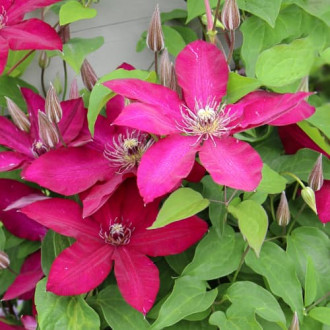 Clematis Expander, С2 imagine 11