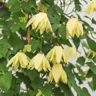 Clematis Golden Surprise, С2 imagine 14