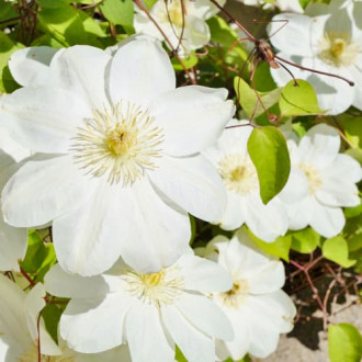 Clematis Guernsay Cream imagine 4