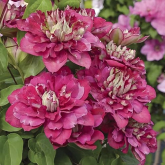 Clematis Hot Kisses, С2 изображение 12