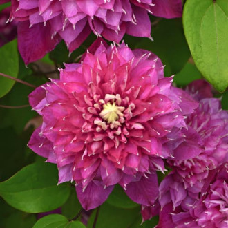 Clematis Hot Love, С2 imagine 15