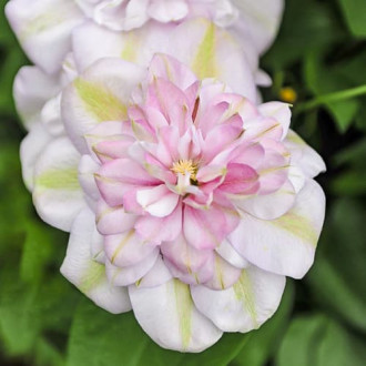 Clematis Innocent Blush, С2 изображение 14