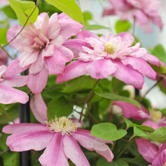 Clematis Innocent Glance, С2 изображение 15