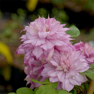 Clematis Innocent Glance imagine 17