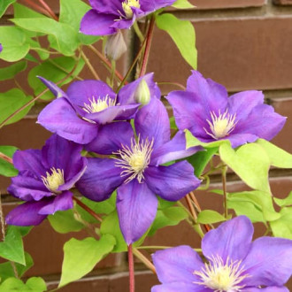 Clematis Kaczynski imagine 6