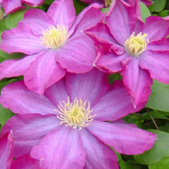 Clematis Kakio Pink Champange imagine 12