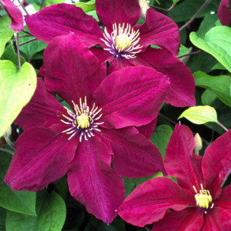 Clematis Kermesina imagine 17
