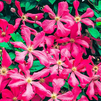 Clematis Kermesina imagine 15