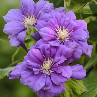 Clematis Krolowa Bona, С2 изображение 18