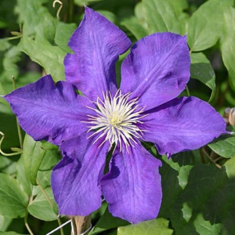 Clematis Lady Betty Balfour imagine 16