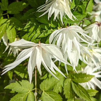 Clematis Lemon Dream, С2 imagine 1