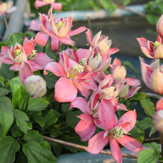 Clematis Marjorie, P9 imagine 9