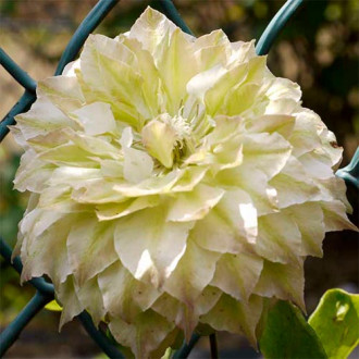 Clematis Midori imagine 3