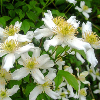 Clematis montana Alba imagine 9