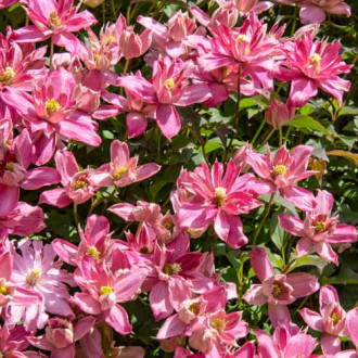 Clematis Montana Broughton Star, P9 imagine 7