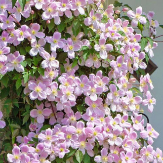 Clematis montana Elizabeth imagine 16