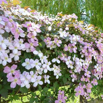 Clematis montana Grandiflora imagine 12