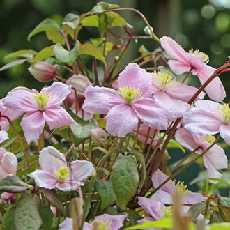 Clematis montana Rubens imagine 13
