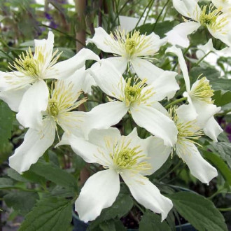 Clematis Montana Wilsonii imagine 15