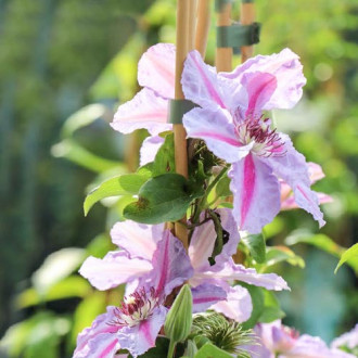 Clematis Mrs N. Thompson imagine 15