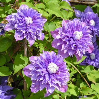 Clematis Multi blue, P9 imagine 1