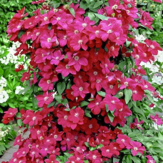Clematis Niobe imagine 12