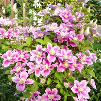 Clematis Piilu, P9 imagine 4