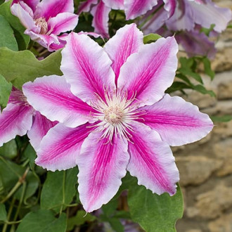 Clematis Bees Jubilee, C2 imagine 17