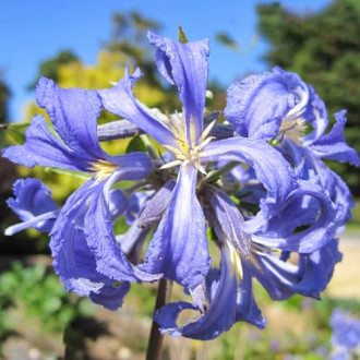 Clematis (Powojnik) Cassandra interface.image 5