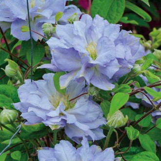 Clematis (Powojnik) Diamond Ball interface.image 7