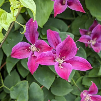 Clematis Gravetye Beauty, Р9 imagine 4