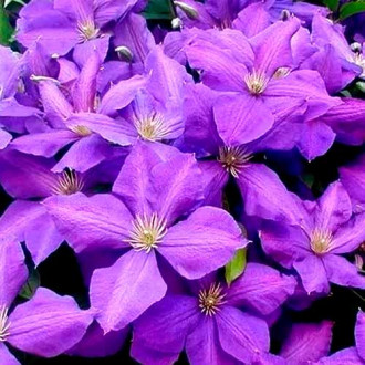 Clematis (Powojnik) Jackmanii interface.image 4