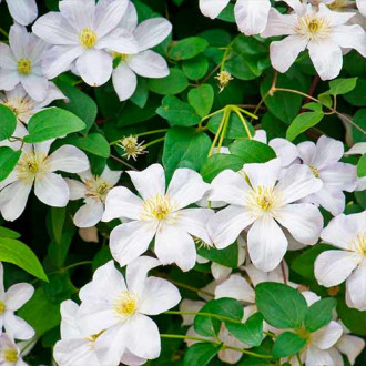 Clematis (Powojnik) Madame Le Coultre interface.image 9