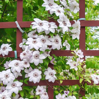 Clematis (Powojnik) Miss Bateman interface.image 12