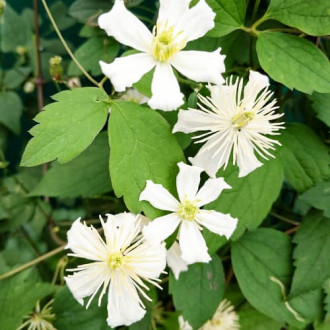 Clematis (Powojnik) Paul Farges interface.image 17