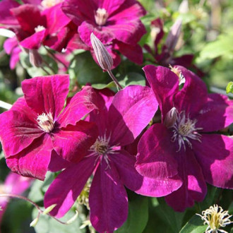 Clematis (Powojnik) Rouge Cardinal interface.image 16