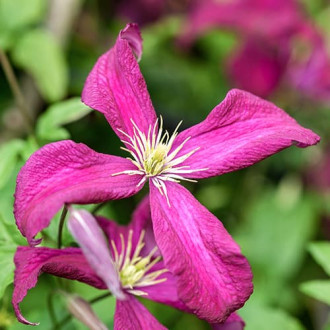 Clematis (Powojnik) Rubra interface.image 4
