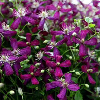 Clematis (Powojnik) Sweet Summer Love interface.image 8