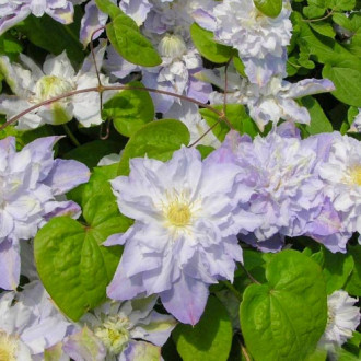 Clematis (Powojnik) Veronica's Choice interface.image 1