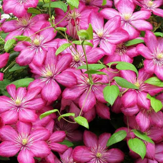 Clematis (Powojnik) Ville de Lyon interface.image 2