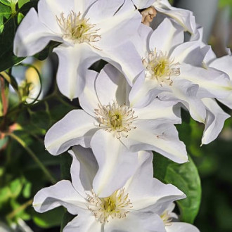 Clematis Yukikomachi, Р9 imagine 12