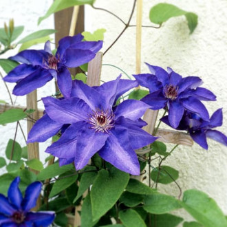 Clematis President, P9 imagine 2