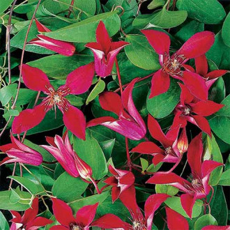 Clematis Sir Trevor Lawrence imagine 9