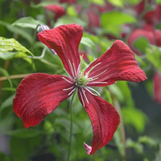 Clematis Strawberry Fields, С2 imagine 8