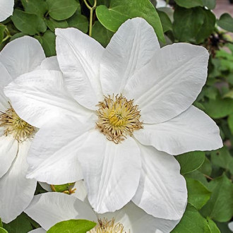 Clematis Sweet Morning, С2 изображение 16