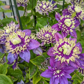 Clematis Taiga, С2 изображение 18